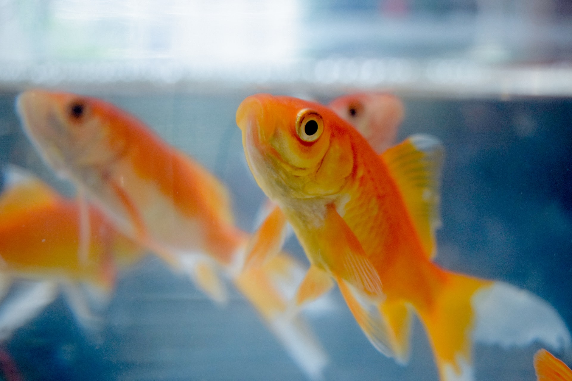 goldfish at water surface